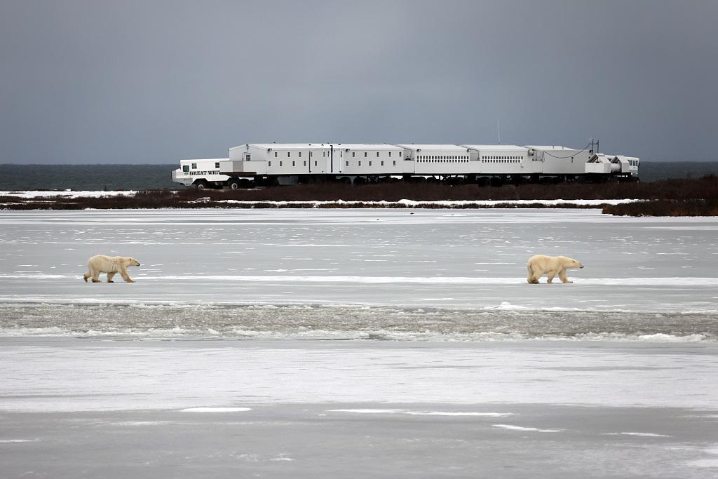 Población de osos polares en una bahía de Canadá se ha reducido casi a la mitad por deshielo