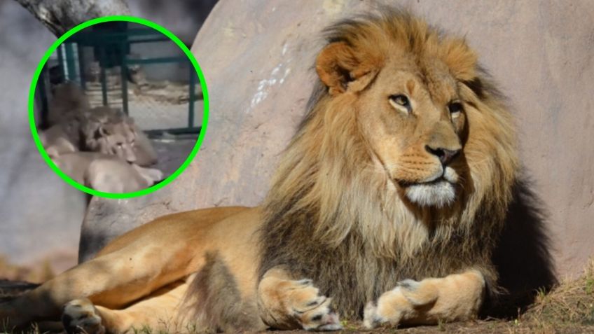 Cuidador de leones grabó su propia muerte tratando de impresionar a su novia