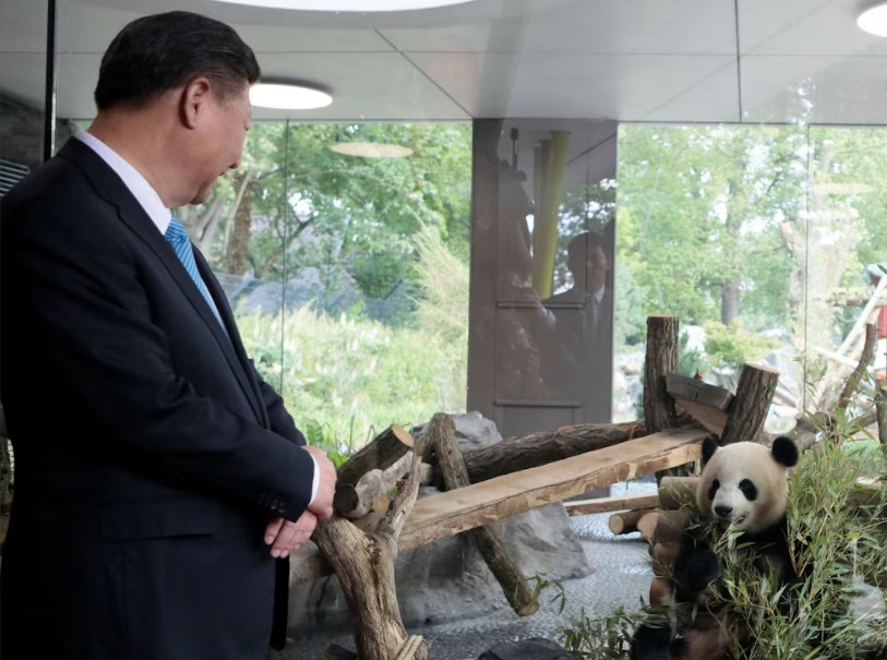 El multimillonario negocio de los pandas chinos que controla el régimen de Xi Jinping