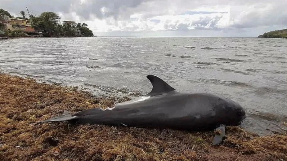 Más de 30 delfines murieron tras el derrame de petróleo en el mar Negro