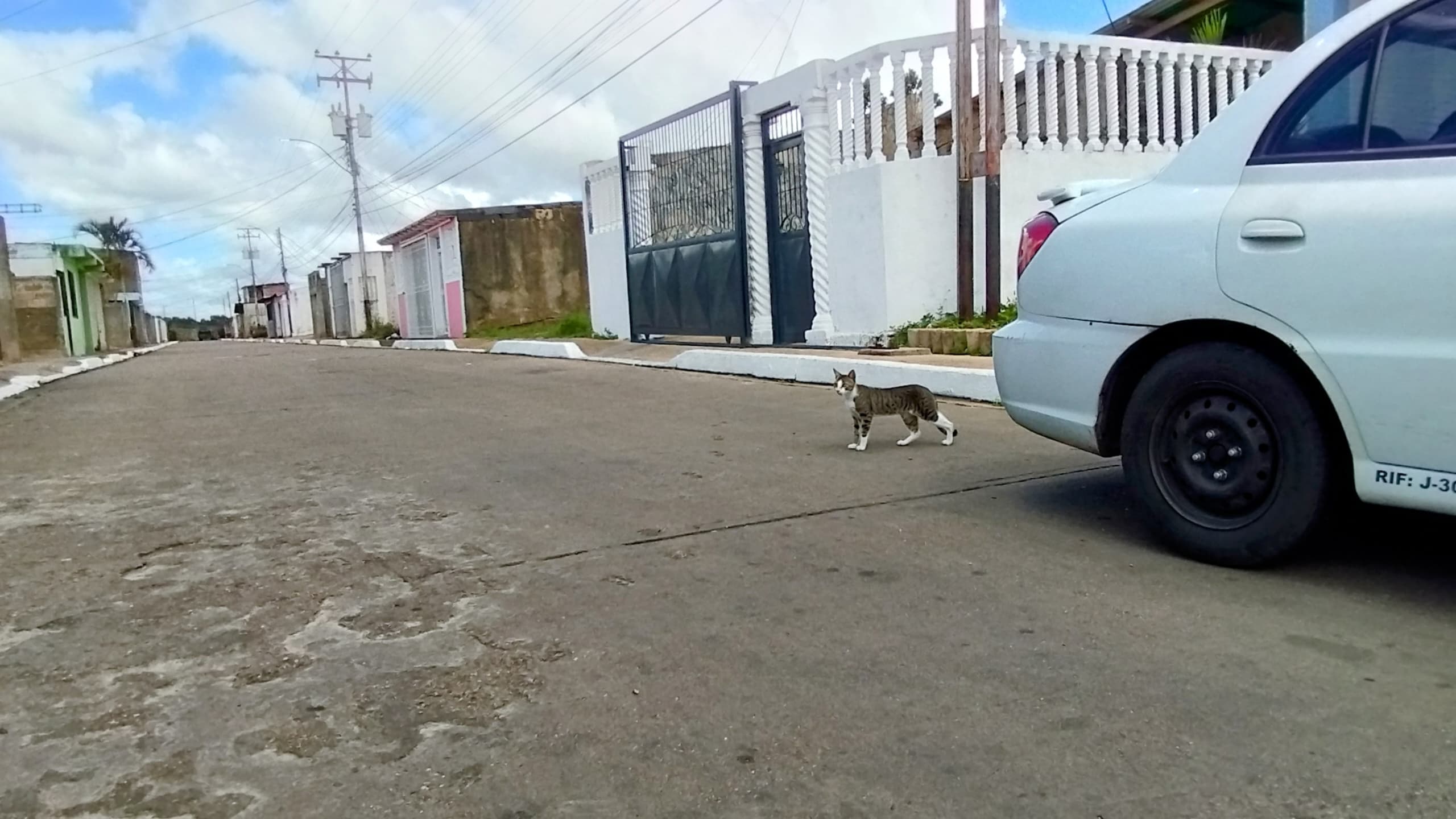 Exterminio en Maturín: envenenamiento masivo de gatos causa indignación en la población