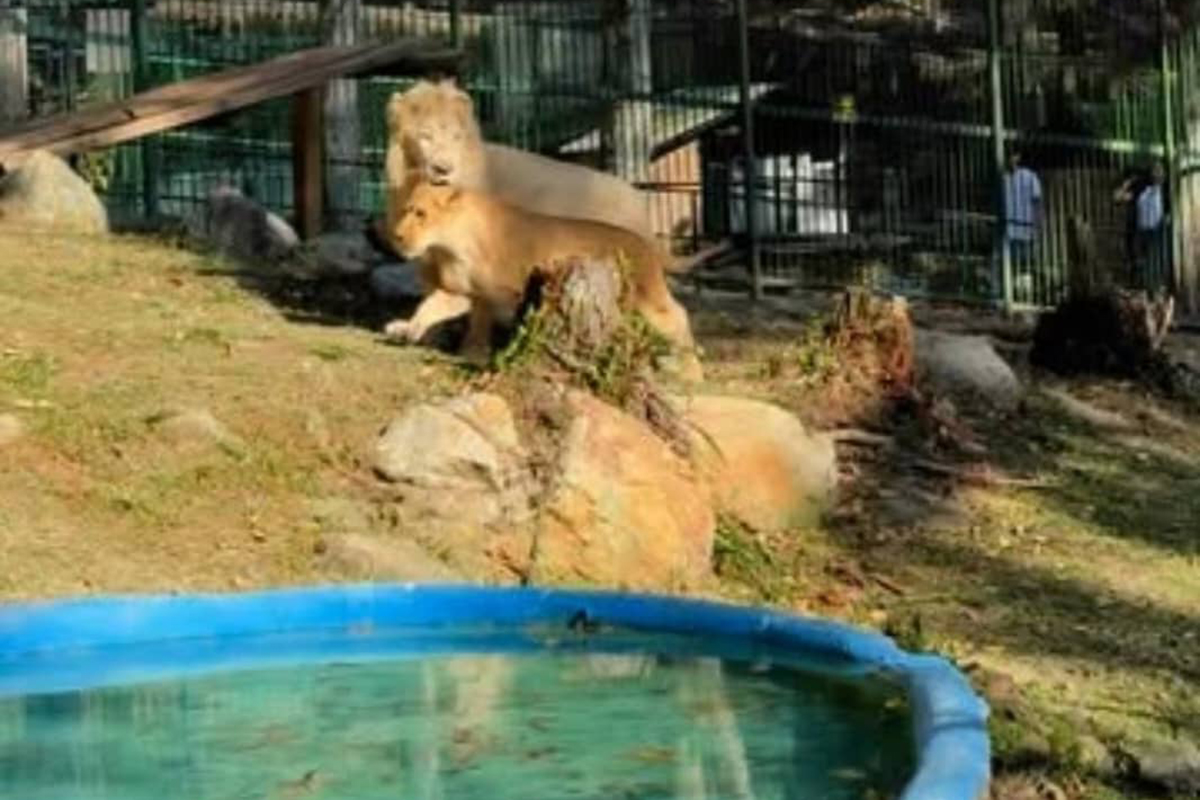 Vigilante borracho quiso “acariciar” a un león del zoológico de Mérida y todo terminó de la peor manera