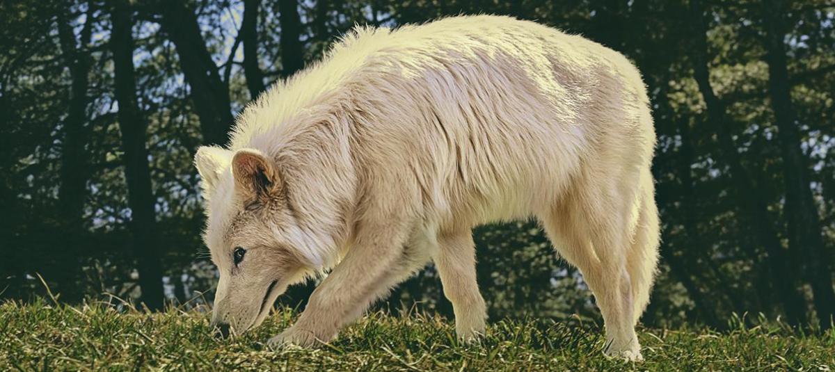¿Qué tan grande era el lobo terrible y por qué desapareció? Esto dice la ciencia